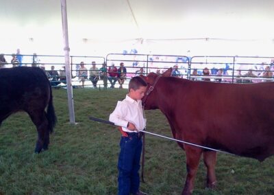 boy training a cow