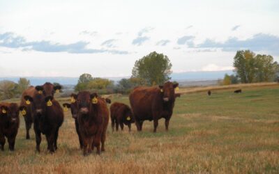 Cattle Selection